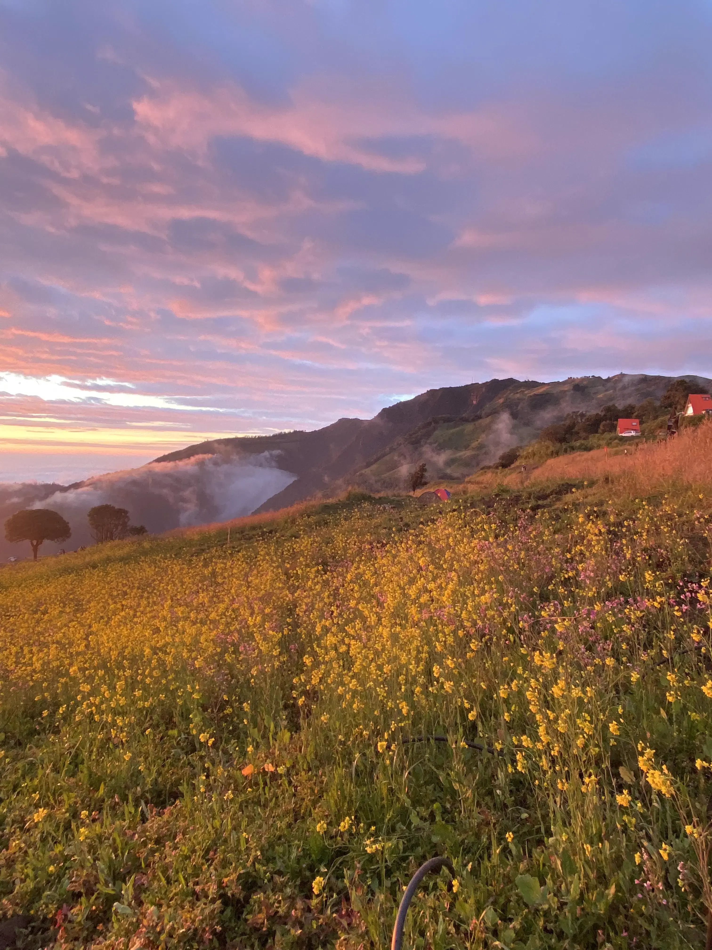 Wildflower Meadow